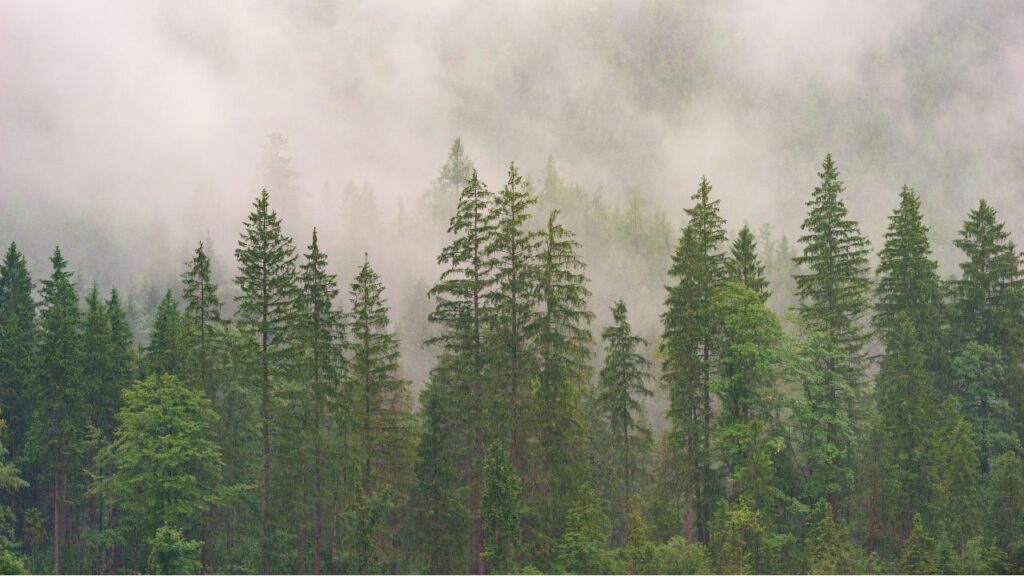pine partnership